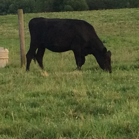 Meet your Posher, Reagan - Picture 1 of 1